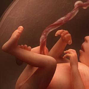 Ο έβδομος μήνας της εγκυμοσύνης: ανάπτυξη του εμβρύου, εξετάσεις και άλλα χαρακτηριστικά Τι συμβαίνει στο μωρό στον 7ο μήνα της εγκυμοσύνης